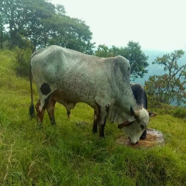 Finca en venta en Zetaquira, Boyaca Codigo: 1120