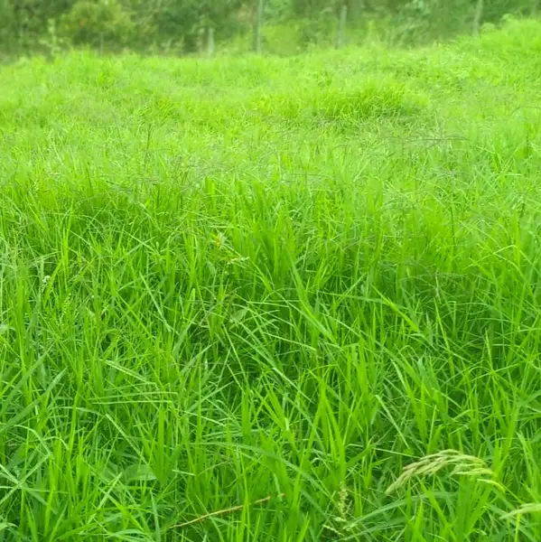 WhatsApp Image 2025-07-25 at 6.36.17 PM (1) Finca en venta en Zetaquira, Boyaca Codigo: 1120