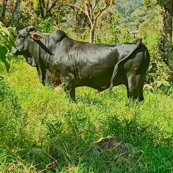 WhatsApp Image 2025-07-27 at 8.34.50 AM Finca en venta en Zetaquira, Boyaca Codigo: 1120