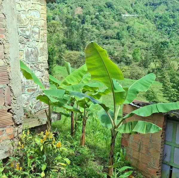 WhatsApp Image 2025-07-27 at 9.52.42 AM Finca en venta en Zetaquira, Boyaca Codigo: 1120